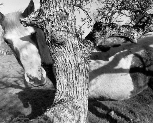 Mare and Tree